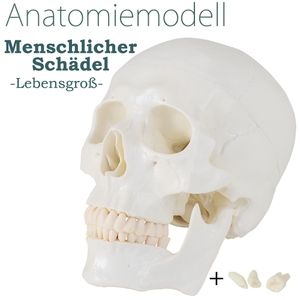 MedMod Schädel Anatomie Modell Skelett Lebensgroß Anatomisches Model Schädelmodell Menschlicher Kopf Skull Totenkopf