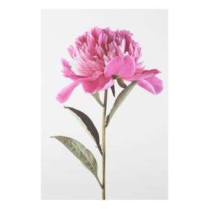 Forex Fine Art Print - Blühende Pfingstrose Pink auf Weiß - Hochformat 3:2, Größe HxB:90cm x 60cm