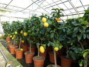 Grünwaren: echter Zitronenbaum 80 - 100 cm Zitrone Citrus Limon Zitruspflanze