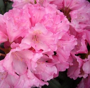 Hochstamm Rhododendron yakushimanum 'Kalinka' Japanische Azalee 60 - 70 cm