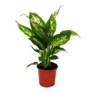 Exotenherz - Dieffenbachie "Compacta" - 1 Pflanze - pflegeleichte Zimmerpflanze - luftreinigend- 12cm Topf