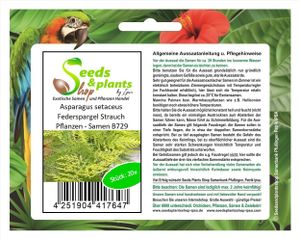 20x Asparagus setaceus Federspargel Strauch Pflanzen - Samen B729