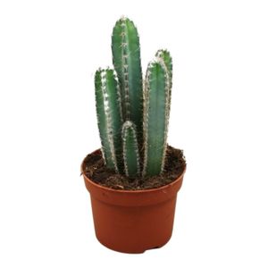 Kaktus – Cereus Forbesii Výška: 17 cm – od Botanicly