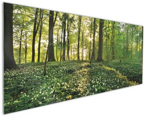 Wallario Küchenrückwand aus Glas, Größe: 125 x 50 cm, Motiv: Waldanemonen und Sonnenstrahlen im Wald | Spritzschutz | abwischbar | pflegeleicht | in