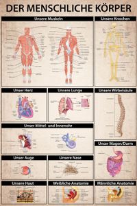 Der Menschliche Körper XXL Poster - Anatomie, Muskeln Knochen Organe (120 x 80 cm)