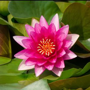 Bakker.com - Seerose 'Escarboucle', Der topf / Ø 11cm