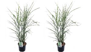 Plant in a Box - Miscanthus sinensis 'Chinaschilf Zebrinus' - 2er Set Ziergras - Winterhart Zebragras - Topf 23cm - Höhe 20-30cm
