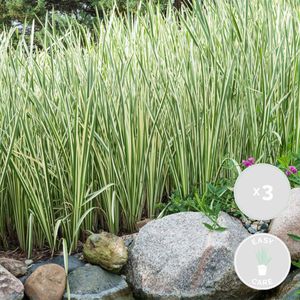 3x Acorus Calamus – Calamus – Teichpflanze – Pflegeleicht – Zone 2-3 – ⌀09cm – ↕10-20cm
