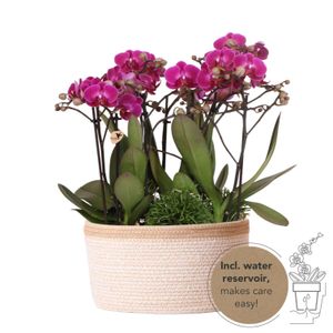 Kolibri Orchids | lila Pflanzenset im Baumwollkorb inkl. Wassertank | drei lila Orchideen Morelia 9cm und drei Grünpflanzen | Dschungelstrauß lila mit autarkem Wassertank