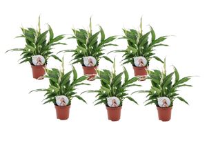 Plant in a Box - Spathiphyllum 'Torelli' - Friedenslilie - Einblatt - Zimmerpflanzen - 6er Set - Topf 12cm - Höhe 30-45cm