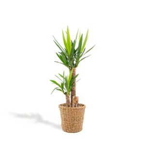 XL Yucca mit Korb - Palmlilie - 100 cm hoch, ø21cm - Große Zimmerpflanze - Tropische Palme - Luftreinigend - Frisch aus der Gärtnerei