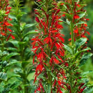 Bakker.com - Wasserlobelia, Der topf / Ø 9cm