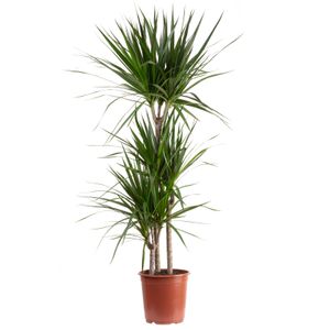 Gerandeter Drachenbaum 3-Stamm - pflegeleichte Zimmerpflanze, Dracaena marginata - Höhe ca. 120 cm, Topf-Ø 21 cm
