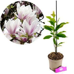 Magnolia x soulangeana, Biberbaum, 2-Liter-Topf