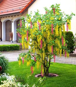 BALDUR-Garten Chimären-Goldregen, 1 Pflanze, Laburnocytisus adamii Edel Goldregen, mehrfarbig, winterhart, bienenfreundlich, blühend, Laburnocytisus adamii