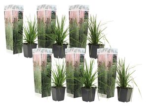 Plant in a Box - Cortaderia selloana Weiß und Rosa - 6er Set Pampasgräser - Ziergräser Kollektion - Schnellwüchsig und Winterhart - Topf 9cm - Höhe 25-40cm