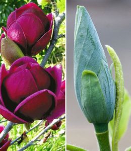 BALDUR Garten Magnolien-Sortiment, 2 Pflanzen winterhart Tulpenmagnolie Magnolienbaum Genie und Blue Opal, pflegeleicht, Wasserbedarf gering, blühend,Magnolia acuminata, Magnolia soulangiana Genie