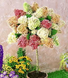 BALDUR-Garten Hortensien-Stämmchen 'Grandiflora', 1 Pflanze, Hydragena paniculata grandiflora Zierstämmchen winterhart Gartenhortensie, pflegeleicht, blühend