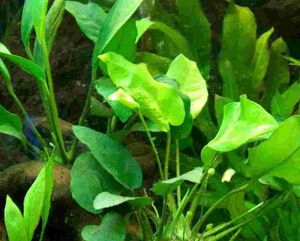 1 Topf Anubia Congensis, Aquariumpflanze