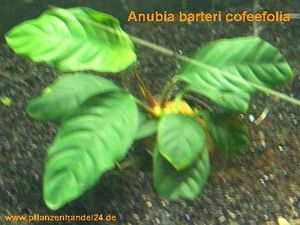 1 Topf Anubia Coffeefolia, Rarität