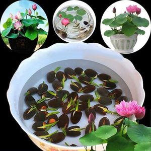 10 Stück Bonsai Lotus Seerose Blumenteich Frische Pflanzensamen Gartendekoration
