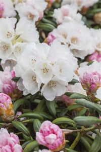 Rhododendron 'Koichiro Wada' Rhododendron yak.'Koichiro Wada' C 7,5 40-  50