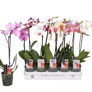 5 Stück Phalaenopsis 50-60 cm / 1 Trieb  Blüten - Orchideen - Topforchidee