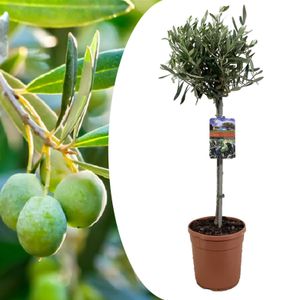 Rostlina v krabici - Olivovník - Olea Europaea - květináč 19cm - výška 80-90cm