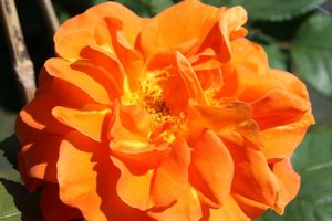 Kletterrose Orange Dawn - Duft - Rosa Orange Dawn