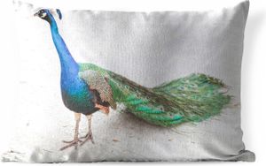 MuchoWow® Outdoor Kissen - Pfau - Sand - Federn - Blau - 60x40 cm - Wetterfest - Lounge Kissen - Zierkissen - Kissen für Innenräume