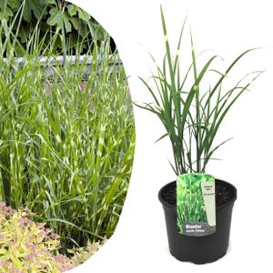 Plant in a Box - Miscanthus sinensis 'Chinaschilf Zebrinus' - Ziergras - Winterhart Zebragras - Topf 23cm - Höhe 20-30cm