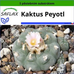 SAFLAX - Kaktus Peyotl - Lophophora williamsii - 20 Semena - S pěstebním substrátem bez klíčků