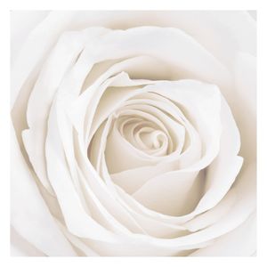 Rosen Fototapete Rosen - Pretty White Rose - Blumen - Vliestapete Quadrat, Größe HxB:240cm x 240cm