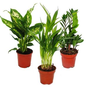 Exotenherz -Zimmerpflanzen-Set - Dieffenbachia - Dypsis lutescens - Zamioculcas - 3 Pflanzen - pflegeleicht - luftreinigend - 12cm Topf