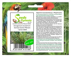 100x Anisogonium esculentum Gemüse Garten Pflanzen - Samen B669