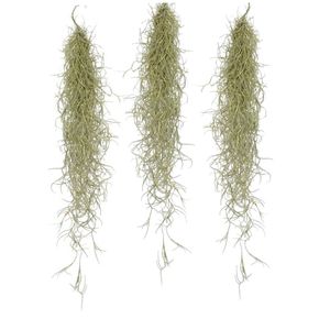 Plant in a Box - Tillandsia Usneoides - 3er Set - Spanisches Moos - Tillandsien - Zimmerpflanzen - Luftpflanzen - Höhe 25-40cm