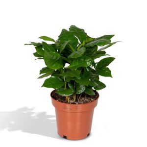 Grünpflanze – Kaffeestrauch (Coffea Arabica) – Höhe: 25 cm – von Botanicly
