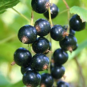 Ribes nigrum 'Tiben' Schwarze Johannisbeere, 2 Liter Topf