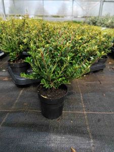 Ilex crenata 'Glorie Gem' 20-25 cm 6 Pflanzen - Stechpalme Heckenpflanzen - Idealer Buchsbaum-Ersatz