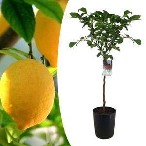 Plant in a Box - Citrus Limon - XL Zitronenbaum - Kübelpflanze - Terrassenpflanze - duftend -Topf 19cm - Höhe 100-120cm
