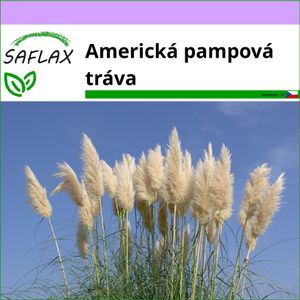 SAFLAX - Americká pampová tráva - Cortaderia selloana - 200 Semena