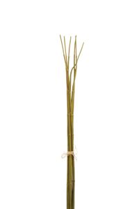 Bambusbündel Grün S