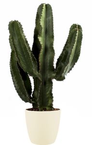 Kaktus - Kaktus mliečny v krémovom kvetináči ako sada - Výška: 80 cm