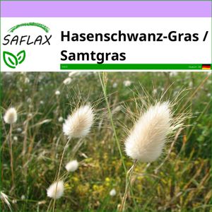 SAFLAX - Gräser-Bambus-Hasenschwanz-Gras / Samtgras - 100 Samen - Lagurus ovatus