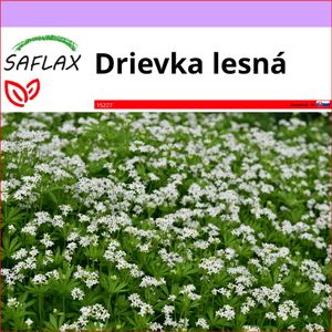 SAFLAX - drievka lesná - Galium odoratum - 20 Semená