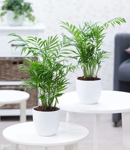 BALDUR-Garten Zimmerpalmen Duo, 2 Pflanzen Luftreinigende Zimmerpflanze, unterstützt das Raumklima, Palme Chamaedorea Bergpalme Zimmerpalme, Grünpflanzen, mehrjährig - frostfrei halten