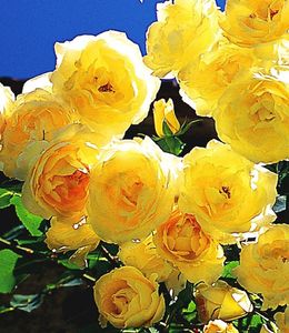 BALDUR-Garten Delbard® Kletterrosen 'Dune®', 1 Pflanze, Kletterpflanze winterhart, mehrjährig, blühend, duftend, Rosa Hybride, Duftrose, üppige Blüten