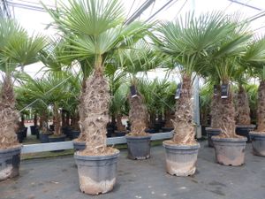 2 kusy v sadě palem Trachycarpus fortunei silné kmeny 220 cm konopná palma, mrazuvzdorná palma do -18°C