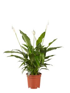 Zimmerpflanze von Botanicly – Einblatt – Höhe: 70 cm – Spathiphyllum Vivaldi