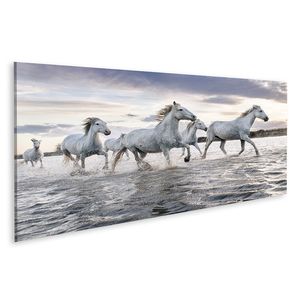 islandburner Bild auf Leinwand Weiße Pferde Camargue Frankreich Weiße Pferde Galoppieren Wasser Überall Meer Camargue Frankreich